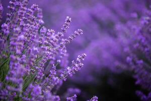 Flowers in the lavender fields in the Provence mountains. Panoramic landscape with blooming lavender. Violet background. photo