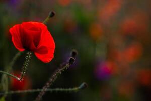 Beautiful field of red poppies in the sunset light. Close up of red poppy flower in a field. Flowers background. Beautiful nature. Landscape. Romantic. photo