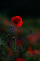 Beautiful field of red poppies in the sunset light. Close up of red poppy flower in a field. Flowers background. Beautiful nature. Landscape. Romantic. photo