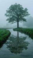 naturaleza tranquilo antecedentes foto