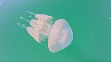 Big jellyfish in the Sea, Rhizostoma pulmo, Rhizostomatidae, floating in the water. Clear azure water surface with sun glare. Abstract nautical nature, slow motion photo