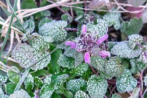 Selective focus. First frost on a frozen field plants, late autumn close-up. Beautiful abstract frozen microcosmos pattern. Freezing weather frost action in nature. Floral backdrop. photo