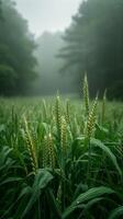 Nature Quiet Background photo