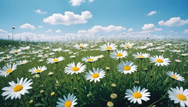 campo de margaritas fondo, Copiar espacio foto