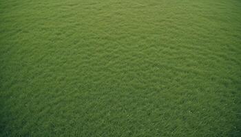 green grass background photo