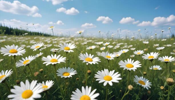 campo de margaritas fondo, Copiar espacio foto