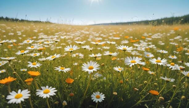 campo de margaritas fondo, Copiar espacio foto