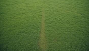 green grass background photo
