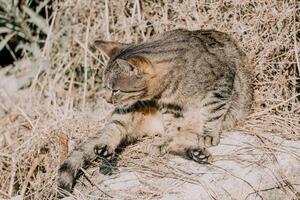 A cute happy grey tabby kitten lies and rests on the floor of the park in the rays of sunlight, looks at the camera, wiggles its ears and enjoys the morning sun. photo