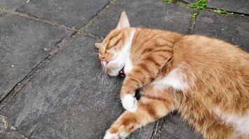 A ginger cat with a red bell collar naps peacefully on a stone pavement, capturing the lazy essence of summer afternoons and National Cat Day video