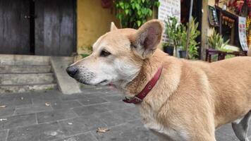 A tan dog with a red collar explores a vibrant street scene during a warm summer day, perfect for travel and adventure themed concepts video