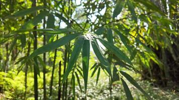 Sunlight filtering through lush green bamboo leaves in a serene summer forest setting, perfect for celebrating holidays such as Obon or Jungle Day video