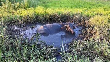 A water buffalo cools off in a mud hole on a sunny summer day in a lush green field, embodying the essence of rural tranquility video