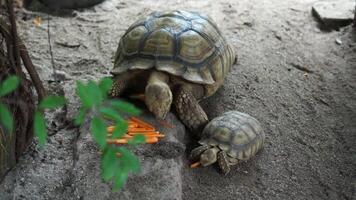 Big turtle and little turtle are eating in the sand pile video