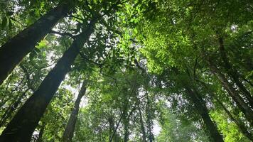 Gehen durch das Regenwald mit groß Grün Bäume unter Sonnenlicht. Unterseite oben Aussicht von üppig Laub Wald mit Nachmittag Sonnenschein. suchen oben nach vorne pov Kamera. ähm. 4k. video