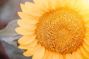 Bright Sunflower Flower. Close-up of a sunflower in full bloom, creating a natural abstract background. Summer time. Field of sunflowers in the warm light of the setting sun. Helianthus annuus. photo