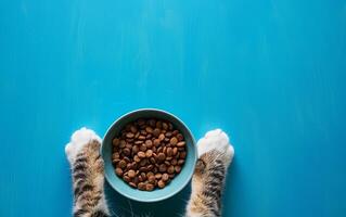 Cat Paws Reaching for a Bowl of Dry Cat Food on a Bright Blue Surface photo