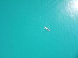 Aerial view of the dolphins slowly swimming in crystal clear calm turquoise waters. Group of endemic marine mammals migrating along coastline as seen from above. photo