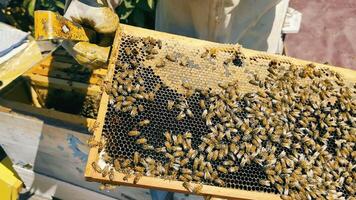 Beekeeper examining nucleus hive frame with honey. Many bees surrounded the frame. Beekeeping. video
