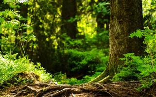 a forest with trees and green grass. tree roots protruding from the ground. like a shelf photo