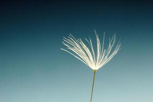 macro photo of flying dandelion fluff on a black background, abstraction, details