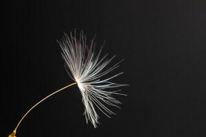 macro photo of flying dandelion fluff on a black background, abstraction, details