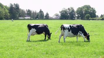 Black and white Holstein Friesian cows in Belgium grazes on a pasture with green grass, breed of high productivity dairy cattle. High quality 4k footage video