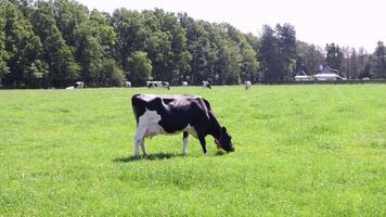 Black and white Holstein Friesian cows in Belgium grazes on a pasture with green grass, breed of high productivity dairy cattle,High quality 4k footage video