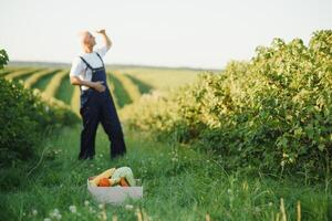 Man with wooden box of vegetables in field. Farming photo