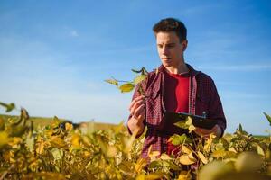 Young farmer in filed examining soybean corp at sunset. photo