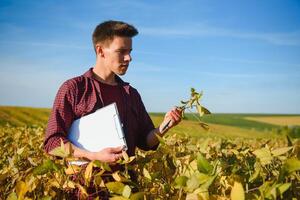 Portrait of young farmer standing in filed examining soybean corp. photo