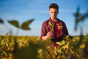 Young farmer in soybean fields photo