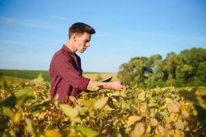 Young farmer in filed examining soybean corp at sunset. photo