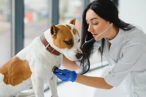 Veterinarian woman examining dog's heartbeat. photo