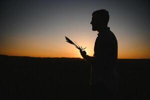 Closeup shot of a man checking the quality of the wheat spikelets on a sunset in the middle of the golden ripen field. Farm worker examines the ears of wheat before harvesting. Agricultural concept photo