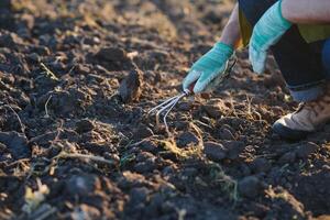 Farmer working in corn field with copy space photo