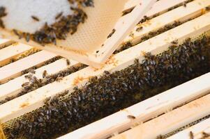 Close up view of the opened hive body showing the frames populated by honey bees photo