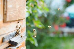 A lot of bees returning to bee hive and entering beehive with collected floral nectar and flower pollen. Swarm of bees collecting nectar from flowers. Healthy organic farm honey. photo