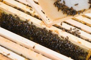 Close up view of the opened hive body showing the frames populated by honey bees photo