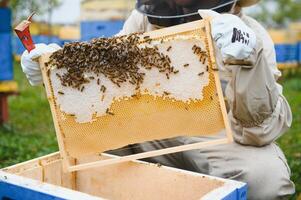 Beekeeping, beekeeper at work, bees in flight. photo