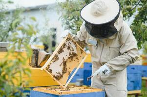 Beekeeper is working with bees and beehives on the apiary. Beekeeping concept photo