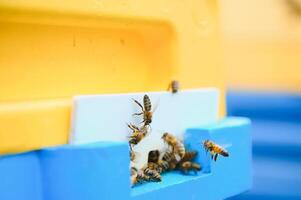 Beekeeping, beekeeper at work, bees in flight. photo