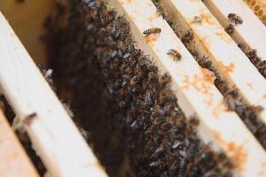 Bees on the honeycomb. Honey cell with bees. Apiculture. Apiary. Wooden beehive and bees. beehive with honey bees, frames of the hive, top view. Soft focus photo