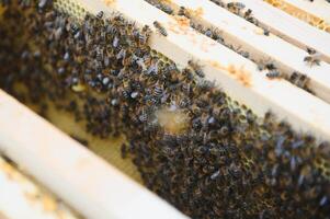 bees work on laying propolis in a hive. honey bees work in the hive. Close up view of the opened hive body showing the frames. the bees are smeared with propolis in the hive. bees work with propolis. photo