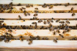 Bees on the honeycomb. Honey cell with bees. Apiculture. Apiary. Wooden beehive and bees. beehive with honey bees, frames of the hive, top view. Soft focus photo