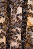 Close up view of the opened hive body showing the frames populated by honey bees photo