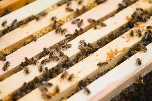 bees work on laying propolis in a hive. honey bees work in the hive. Close up view of the opened hive body showing the frames. the bees are smeared with propolis in the hive. bees work with propolis. photo