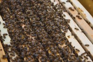 Close up view of the opened hive body showing the frames populated by honey bees photo