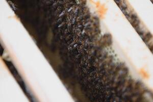 bees work on laying propolis in a hive. honey bees work in the hive. Close up view of the opened hive body showing the frames. the bees are smeared with propolis in the hive. bees work with propolis. photo