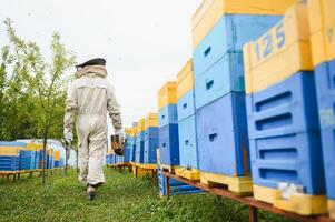 Beekeeper on apiary. Beekeeper is working with bees and beehives on the apiary. photo